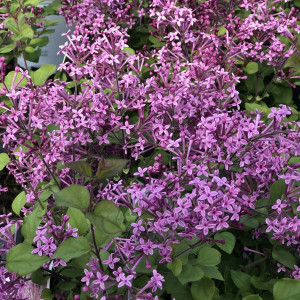 Alyva Bloomerang® 'Dark Purple' mejerio remontantinė