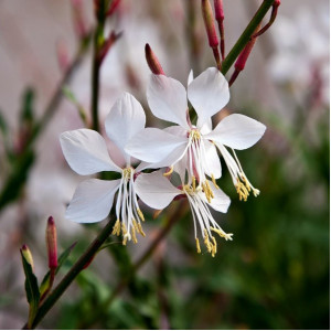 Gaura ‘Whirling Butterflies’