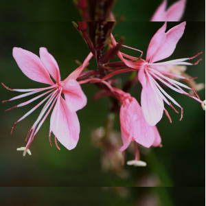 Gaura ‘Siskiyou Pink’