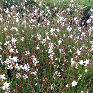 Gaura ‘Whirling Butterflies’