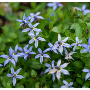 Lyguolė (Isotoma) 'Dark Blue'