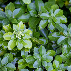 Mietveinė (Pachisandra) ‘Green Sheen’