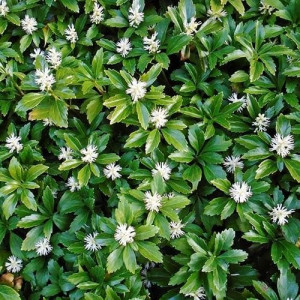 Mietveinė (Pachisandra) ‘Green Carpet’