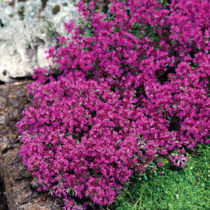 Ankstyvasis čiobrelis ‘Red Carpet’