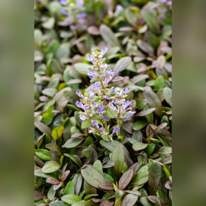 Vaisgina ‘Chocolate Chip’