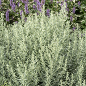 Baltasis kietis ‘Silver Queen’