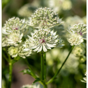 Didžioji astrancija ‘Astra White’