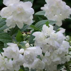Jazminas 'Rosace' pilnaviduris