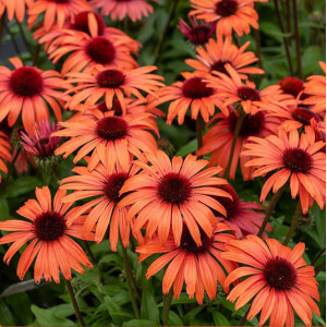 Ežiuolė ‘SunMagic Vintage Orange’