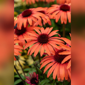 Ežiuolė ‘SunMagic Vintage Orange’