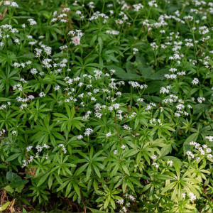 Kvapusis lipikas