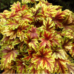Heucherėlė ‘Gold Zebra’