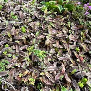 Leptinella ‘Platt’s Black’