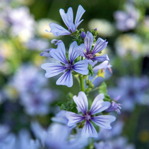 Miškinė dedešva ‘Primley Blue’