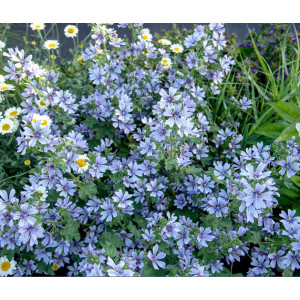 Miškinė dedešva ‘Primley Blue’
