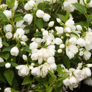 Jazminas 'Snowbelle' pilnaviduris