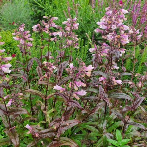 Penstemonas pirštuotasis 'DARK TOWERS'