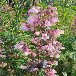 Penstemonas pirštuotasis 'DARK TOWERS'