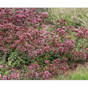 Raudonėlis ‘Rosenkuppel’