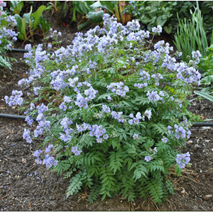 Palemonas ‘Heaven Scent’