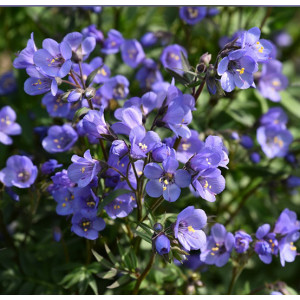 Palemonas ‘Heaven Scent’