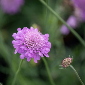 Balandinė žvaigždūnė ‘Pink Mist’