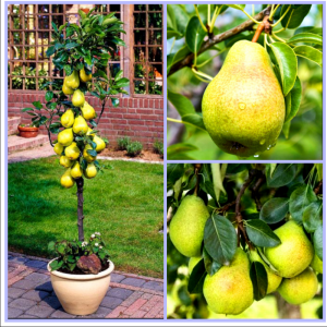 Koloninė kriaušė 'GARDEN PEARL' (vazone)