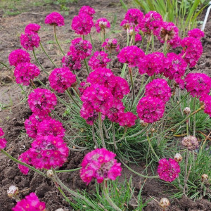 Gvaizdė pajūrinė ‘SPLENDENS‘