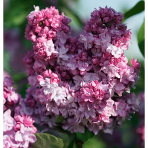 Alyva paprastoji 'Katherine Havemeyer'
