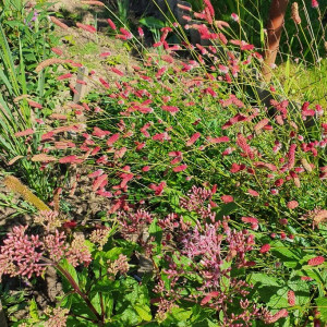 Kraujalakė vaistinė 'PINK TANNA'
