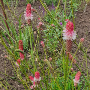 Kraujalakė vaistinė 'PINK TANNA'