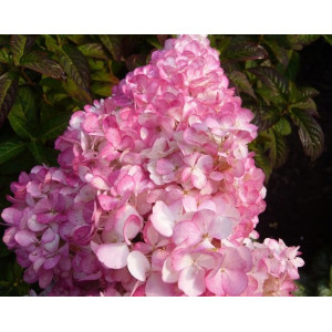 Hortenzija šluotelinė 'Vanille Fraise' ant koto, 5 l