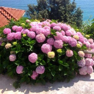 Šviesioji hortenzija Candybelle Bubblegum''