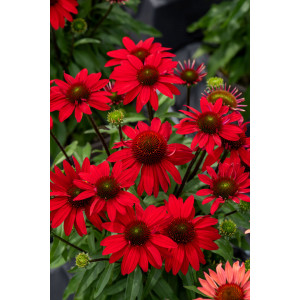 Ežiuolė 'SunMagic Fantastic Scarlet'