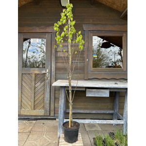Skroblas paprastasis 'Monumentalis'