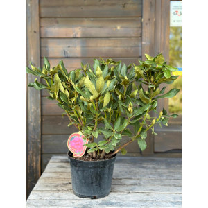 Rododendras 'Nowa Zembla'