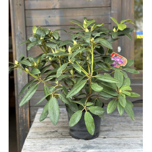 Rododendras 'Purpureum  Grandiflorum'