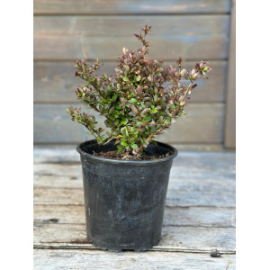 Raugerškis tunbergo ‘Bagatelle’