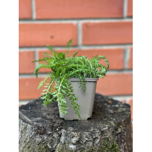 Paprastoji kraujažolė ‘Paprika’