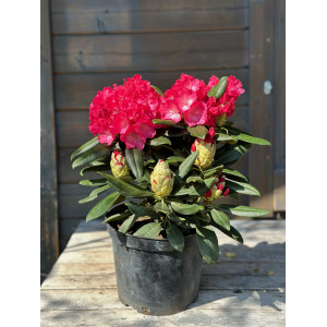 Rododendras  ‘Fantastica’