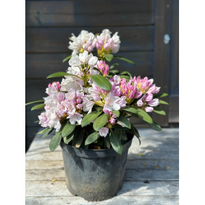 Rododendras Jakušimaninis 'Schneekrone'