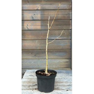 Ginkmedis dviskiautis