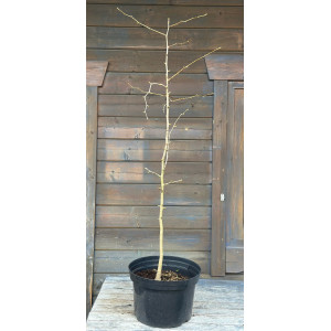 Ginkmedis dviskiautis