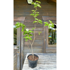 Sedula japoninė 'Venus'