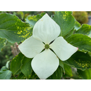 Sedula japoninė 'Venus'