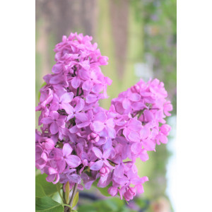 Alyva paprastoji 'Peerless Pink'