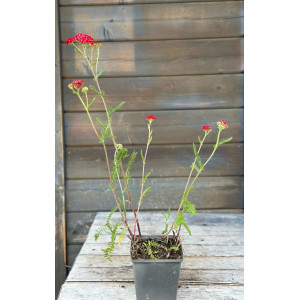 Paprastoji kraujažolė ‘Paprika’