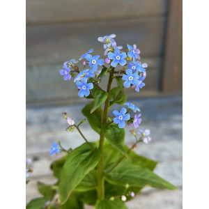 Brunera didžialapė 'Variegata'