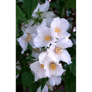 Jazminas 'Belle Etoile'