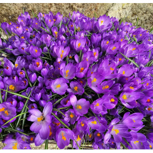 Didžiažiedžiai krokai "Flower Record" 200 vnt.